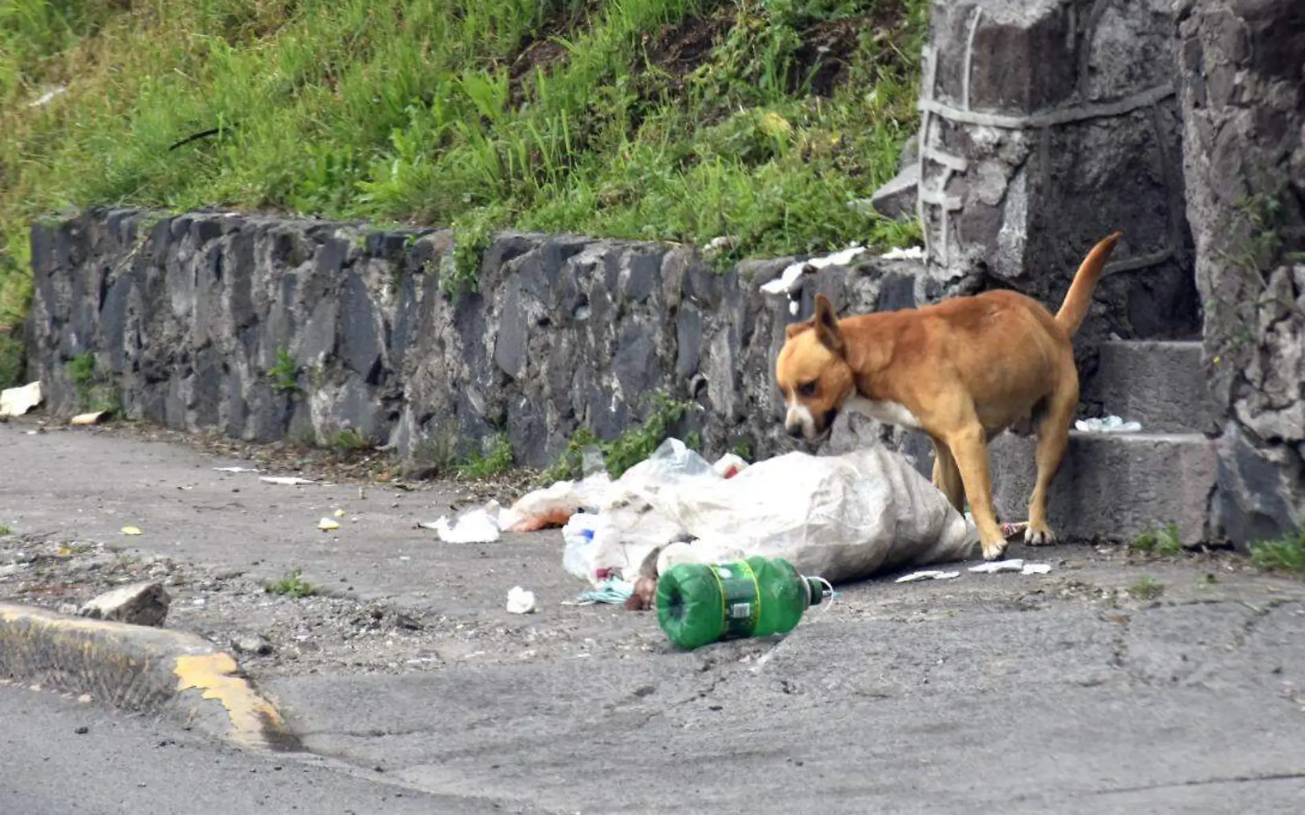 perros en la calle